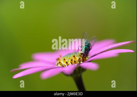 Comune verde bottiglia volare alimentazione sul polline su un osteospermum (daisy africano 'in the Pink' con daisy in profilo laterale che mostra giallo stamen gambe di mosca Foto Stock