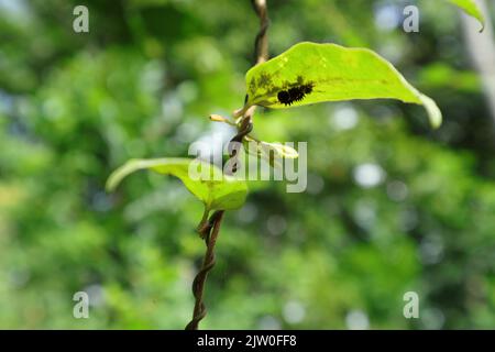 Primo piano di un bruco appartengono a farfalle rosa comune si nasconde e mangiare sotto una foglia di vite Aristolochia indica Foto Stock