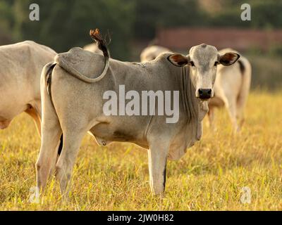 Ritratto di mucca sul pascolo al tramonto. Foto Stock