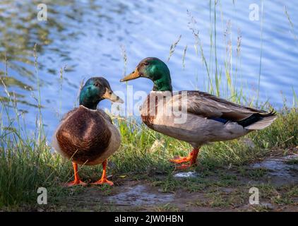 Un primo piano di due anatre maschili di mallardo (Anas platyrhynchos) sulla riva Foto Stock