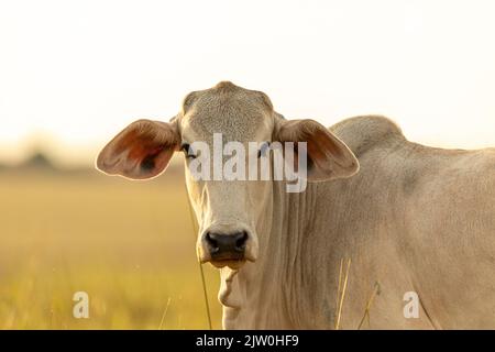 Ritratto di mucca sul pascolo al tramonto. Foto Stock