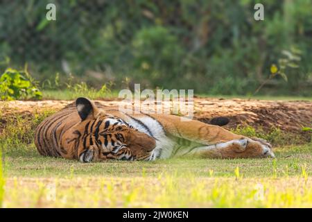 Una tigre bengala che dorme a terra in boschi Foto Stock