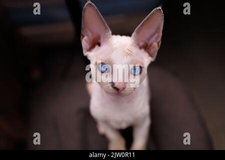 carino gattino bianco siede su una sedia con grandi occhi blu e orecchie enormi Foto Stock