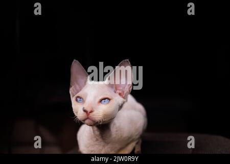 un piccolo gattino che siede su una sedia su uno sfondo nero squinted e nascosto Foto Stock