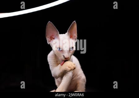 un piccolo gattino bianco lecca la zampa e lava Foto Stock