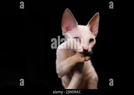 Il gattino ribattito Devon Rex su uno sfondo nero lecca la sua zampa Foto Stock