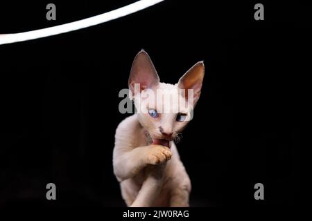 Il gattino ribattito Devon Rex su uno sfondo nero lecca la sua zampa Foto Stock