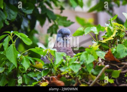 piccione di legno giovanile Foto Stock