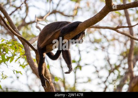 Una scimmia urlatrice che riposa su un ramo al tramonto che domina la foresta Foto Stock