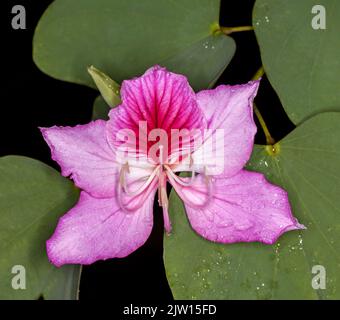 Bel fiore rosa di Bauhinia variegata, Orchidea, una specie decidua, sullo sfondo di foglie verdi in Australia Foto Stock