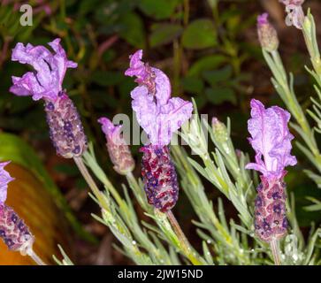 Grandi e insoliti fiori di malva e foglie verdi chiare di Lavendula penunculata 'la regina', pianta perenne profumata, in Australia Foto Stock