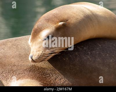 Bagni di sole di foche nello zoo Foto Stock