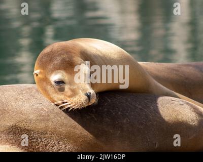Bagni di sole di foche nello zoo Foto Stock