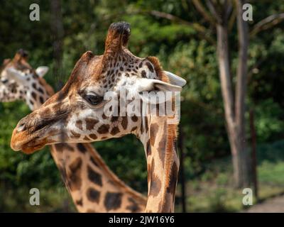 giraffa nello zoo di gelsenkirchen closeup Foto Stock
