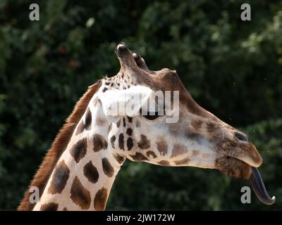 giraffa nello zoo di gelsenkirchen closeup Foto Stock