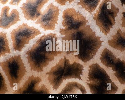 giraffa nello zoo di gelsenkirchen closeup Foto Stock
