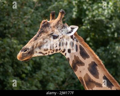 giraffa nello zoo di gelsenkirchen closeup Foto Stock