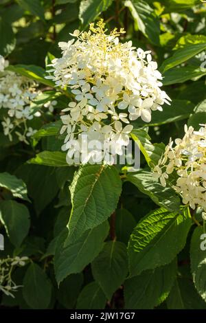 Hydrangea Paniculata 'Fantasma', primo piano naturale pianta / fiore ritratto Foto Stock