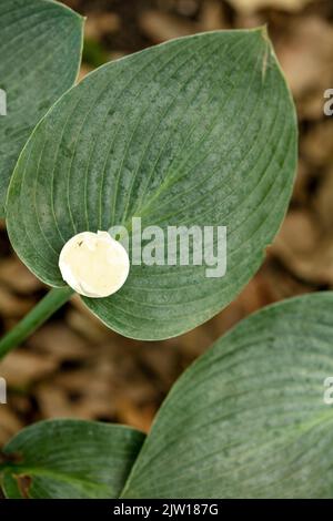 Primo piano semi-astratto ritratto di piante naturali di Hosta 'Buckshaw Blue', giglio di plantain 'Buckshaw Blue', Hosta tokudama 'Buckshaw Blue' Foto Stock