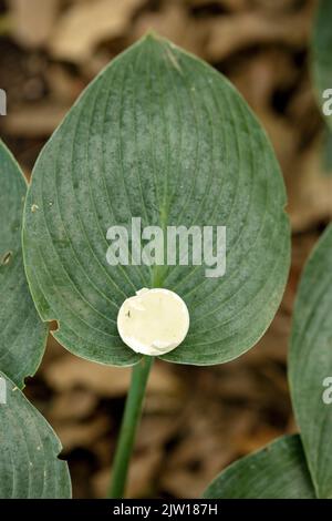 Primo piano semi-astratto ritratto di piante naturali di Hosta 'Buckshaw Blue', giglio di plantain 'Buckshaw Blue', Hosta tokudama 'Buckshaw Blue' Foto Stock