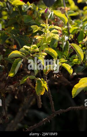 Prickly Rosa 'Wild Edric' - Aushedge, primo piano naturale ritratto di pianta di bella, romantica rosa Foto Stock