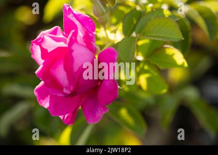 Prickly Rosa 'Wild Edric' - Aushedge, primo piano naturale ritratto di pianta di bella, romantica rosa Foto Stock