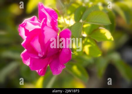 Prickly Rosa 'Wild Edric' - Aushedge, primo piano naturale ritratto di pianta di bella, romantica rosa Foto Stock