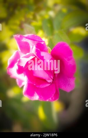 Prickly Rosa 'Wild Edric' - Aushedge, primo piano naturale ritratto di pianta di bella, romantica rosa Foto Stock