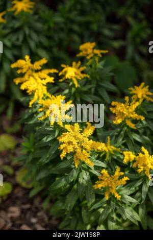 Vivace brunnera macrophylla ‘Diane’s, bucato siberiano ‘Diane’s Gold’, brunnera macrophylla ‘Sldg’ fiori in primo piano, ambiente naturale Foto Stock