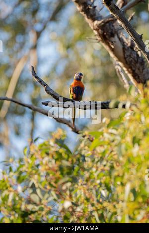 Un pappagallo colorato Loriini in piedi su un ramo d'albero in una giornata di sole Foto Stock