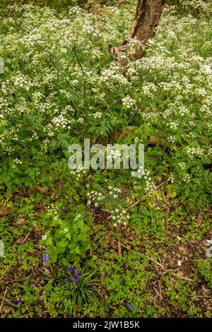 Paesaggio intimo di Anthrisco sylvestris, prezzemolo di mucca, in primavera con moncone albero sullo sfondo Foto Stock