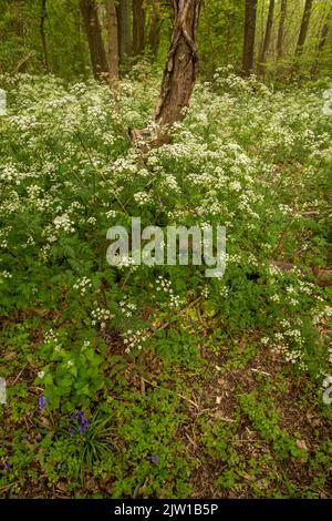 Paesaggio intimo di Anthrisco sylvestris, prezzemolo di mucca, in primavera con moncone albero sullo sfondo Foto Stock