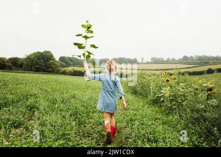 ragazza che cammina in un campo che tiene un girasole in alto Foto Stock