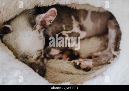 Cinese crested dormire in un nido Foto Stock