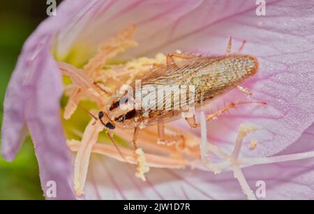 Scarafaggio tedesco (Blattella germanica) impollinare una serata rosa Primrose fiore selvatico Oenotera rosea, vista macro dorsale. Foto Stock