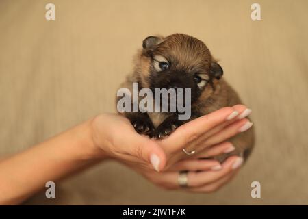 Piccolo cucciolo neonato in mani femminili. Un cucciolo bello e carino tra le sue braccia. Cucciolo divertente Foto Stock