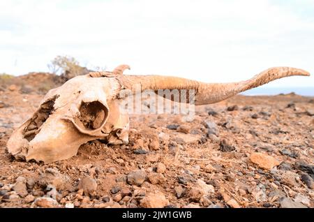 Cranio di capra secco su un deserto roccioso nelle Isole Canarie, Spagna Foto Stock