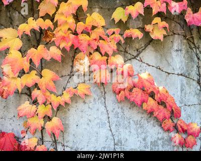 Viti di fogliame autunnale stanno crescendo su un muro di cemento Foto Stock