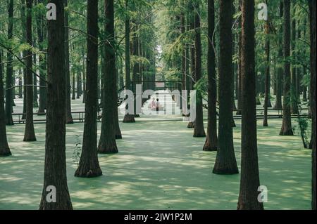 YANGZHOU, CINA - 1 SETTEMBRE 2022 - i turisti possono fare un giro in barca nella foresta galleggiante di Luyang Lake Wetland Floating Forest Park a Yangzhou, Jiangs Foto Stock