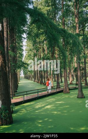 YANGZHOU, CINA - 1 SETTEMBRE 2022 - Un turista gioca al parco acquatico della foresta del lago Luyang Wetland a Yangzhou, provincia di Jiangsu, Cina, 1 settembre 2022. Foto Stock