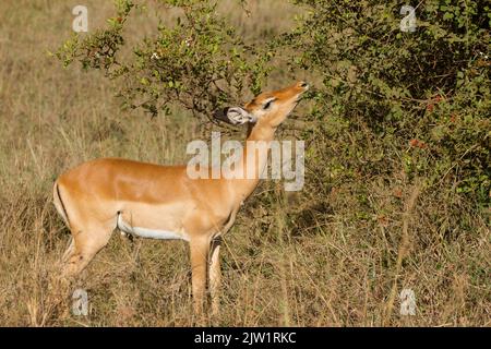 Impala (Aepyceros melampus), donna che naviga Foto Stock