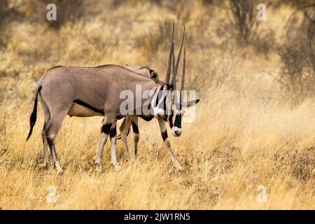 Africa orientale, o Beisa, Oryx (Oryx beisa) combattendo Foto Stock