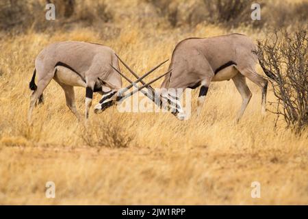 Africa orientale, o Beisa, Oryx (Oryx beisa) combattendo Foto Stock