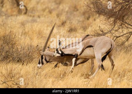 Africa orientale, o Beisa, Oryx (Oryx beisa) combattendo Foto Stock