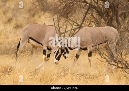 Africa orientale, o Beisa, Oryx (Oryx beisa) combattendo Foto Stock