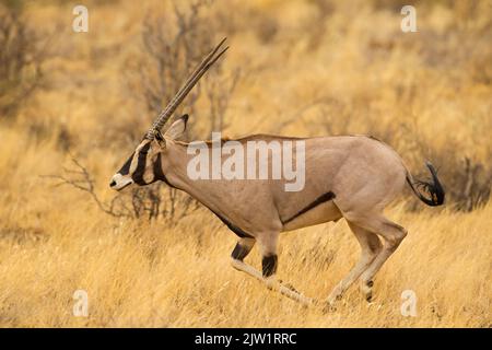 Africa orientale, o Beisa, Oryx (Oryx beisa) in esecuzione Foto Stock