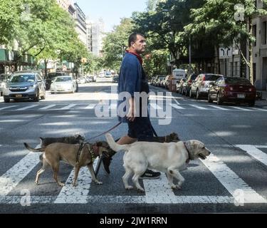 New York, NY, Stati Uniti. 2nd Set, 2022. Un camminatore del cane cammina 4 cani sul lato ovest superiore a New York City il 02 settembre 2022. (Credit Image: © Debra L. Rothenberg/ZUMA Press Wire) Credit: ZUMA Press, Inc./Alamy Live News Foto Stock