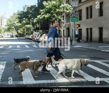 New York, NY, Stati Uniti. 2nd Set, 2022. Un camminatore del cane cammina 4 cani sul lato ovest superiore a New York City il 02 settembre 2022. (Credit Image: © Debra L. Rothenberg/ZUMA Press Wire) Credit: ZUMA Press, Inc./Alamy Live News Foto Stock