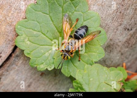 Wasp a testa quadrata (Tachytes sp.) Foto Stock