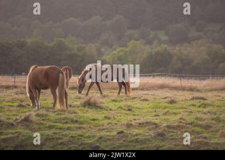 Bel cavallo - meraviglia della natura. Bel cavallo - in ambiente naturale. Foto Stock